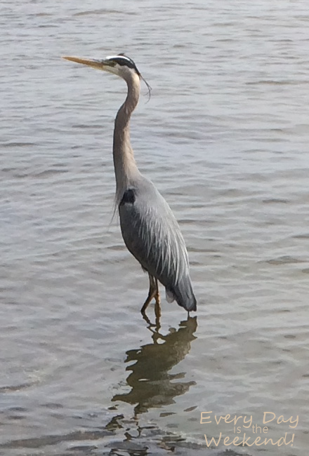 Spring at the Coast @ Every Day is the Weekend!