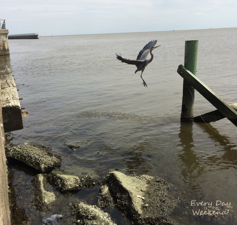 Spring at the Coast @ Every Day is the Weekend!